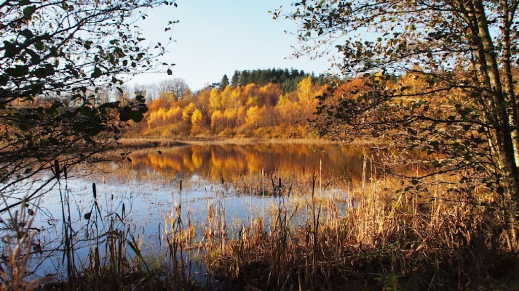 Gærum Plantage & Katsig Mose