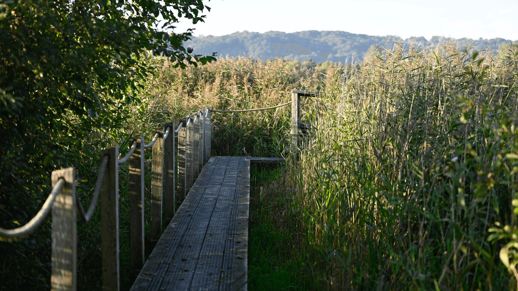 Kongens Kær wetlands, Knabberup Lake and Haraldskær Forest
