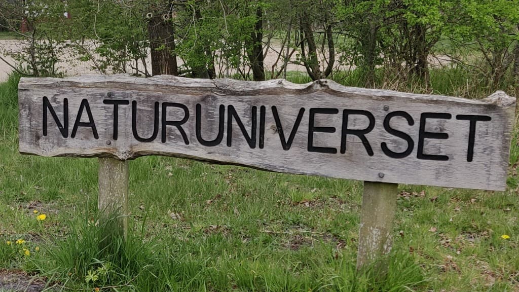Kollund Naturunivers - Dog forest