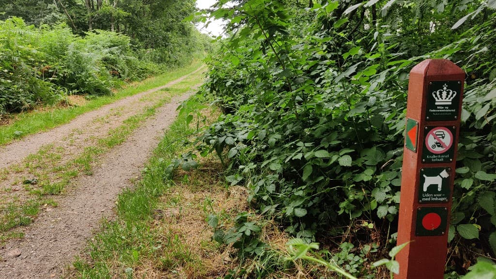 Kiskelund Plantage Dog forest