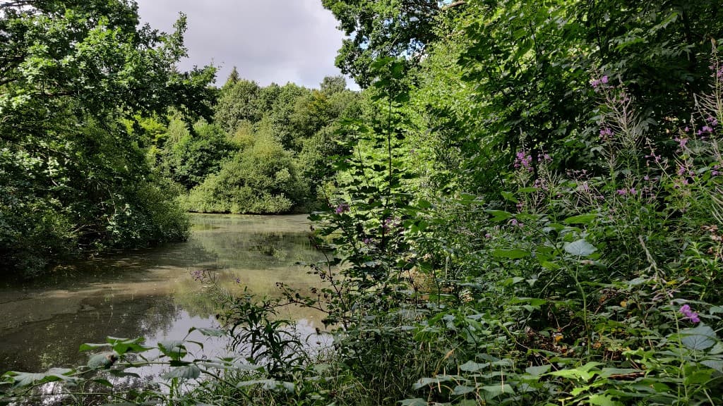 Søgård Skov - Lakefishing