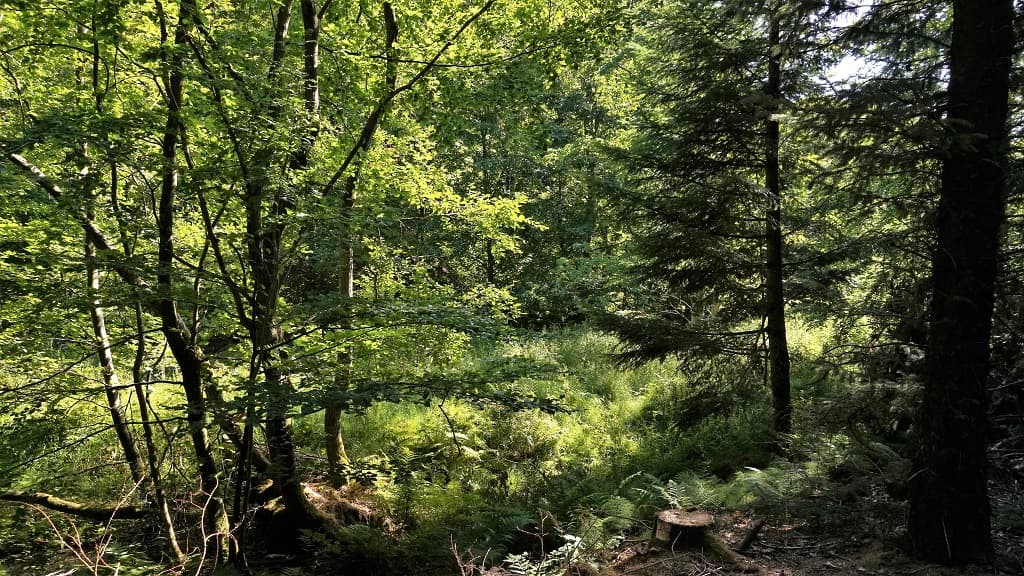 Die Naturschutzgebiete: Grevsmosen, Slettingen, Fejborg Bakke and Bollebakken