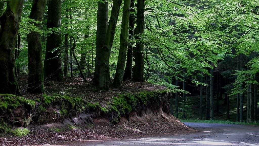 Dronninglund Forest and Sømosen