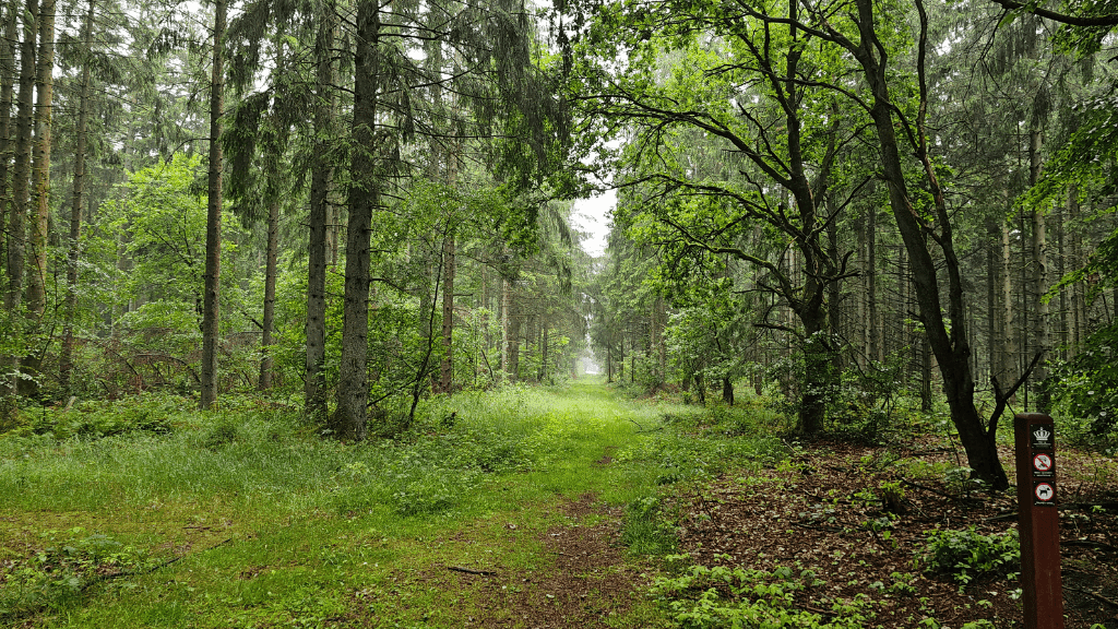 Trail in a green forrest